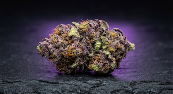 Flores CBD
